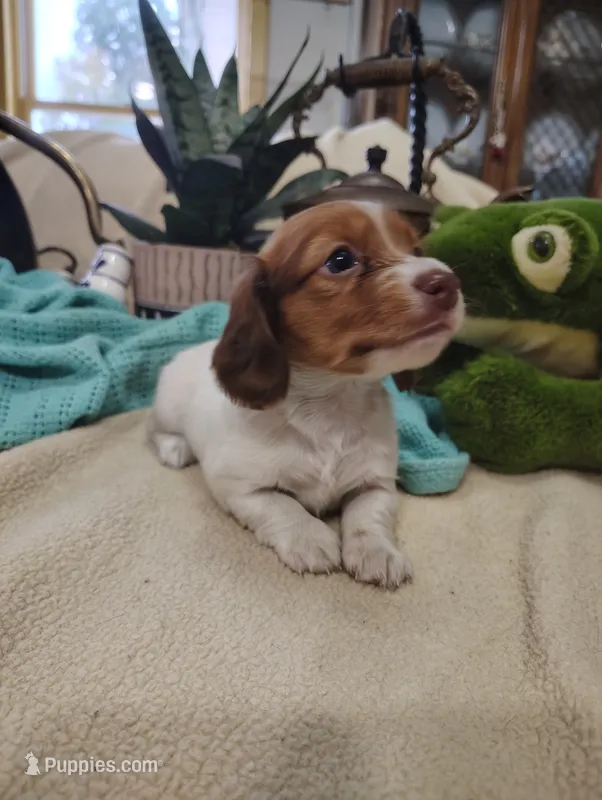 Pebbles – Miniature Dachshund puppy for sale in Marathon, NY