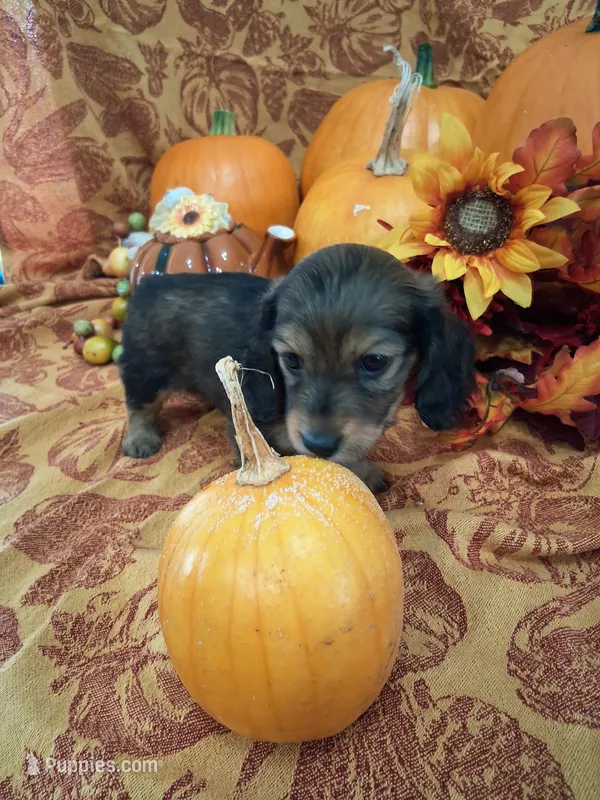 Pecan – Miniature Dachshund puppy for sale in Marathon, NY