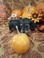 Pecan, a female Miniature Dachshund for sale in Marathon, NY – 1 of 8