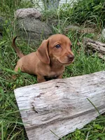 Buff, a male Miniature Dachshund for sale in Marathon, NY – 6 of 7