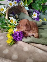 Rosie, a female Miniature Dachshund for sale in Marathon, NY – 5 of 5