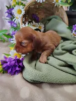 Petunia, a female Miniature Dachshund for sale in Marathon, NY – 3 of 5
