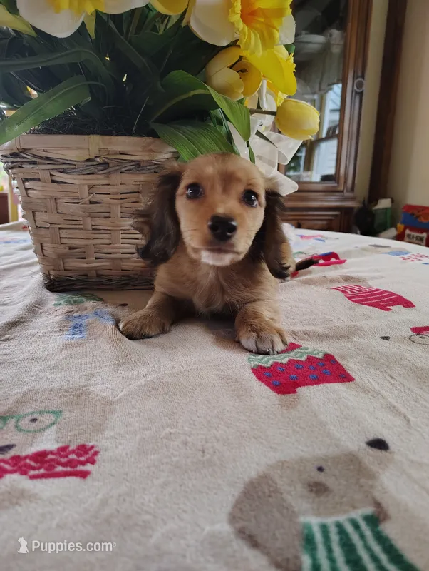 Blossom – Miniature Dachshund puppy for sale in Marathon, NY