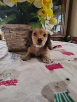 Blossom, a female Miniature Dachshund for sale in Marathon, NY – 1 of 6