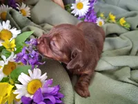 Coco, a female Miniature Dachshund for sale in Marathon, NY – 2 of 5