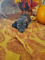 Spice, a  Miniature Dachshund for sale in Marathon, NY – 2 of 8