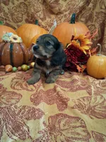 Pecan, a female Miniature Dachshund for sale in Marathon, NY – 7 of 8