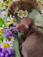 Coco, a female Miniature Dachshund for sale in Marathon, NY – 1 of 5