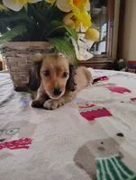 Blossom, a female Miniature Dachshund for sale in Marathon, NY – 3 of 6