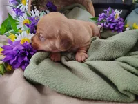 Buff, a male Miniature Dachshund for sale in Marathon, NY – 3 of 5