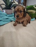 Irish, a male Miniature Dachshund for sale in Marathon, NY – 7 of 7