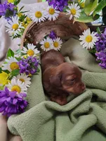 Coco, a female Miniature Dachshund for sale in Marathon, NY – 3 of 5