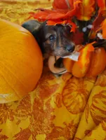 Coffee, a  Miniature Dachshund for sale in Marathon, NY – 3 of 7