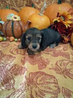 Pecan, a female Miniature Dachshund for sale in Marathon, NY – 3 of 8