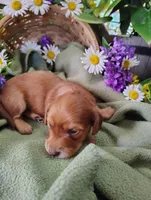 Rosie, a female Miniature Dachshund for sale in Marathon, NY – 2 of 5