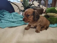 Irish, a male Miniature Dachshund for sale in Marathon, NY – 3 of 7