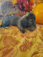 Spice, a  Miniature Dachshund for sale in Marathon, NY – 3 of 8
