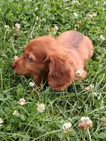Rosie, a female Miniature Dachshund for sale in Marathon, NY – 2 of 7