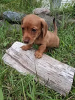 Buff, a male Miniature Dachshund for sale in Marathon, NY – 7 of 7