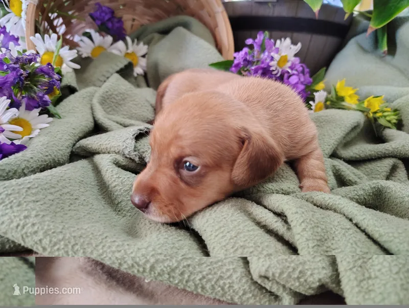 Buff – Miniature Dachshund puppy for sale in Marathon, NY