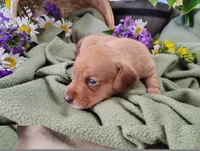 Buff, a male Miniature Dachshund for sale in Marathon, NY – 1 of 5