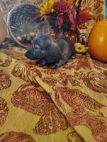 Spice, a  Miniature Dachshund for sale in Marathon, NY – 6 of 8