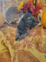 Spice, a  Miniature Dachshund for sale in Marathon, NY – 7 of 8