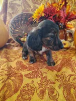 Coffee, a  Miniature Dachshund for sale in Marathon, NY – 6 of 7