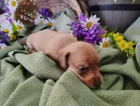 Buff, a male Miniature Dachshund for sale in Marathon, NY – 5 of 5
