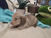 Sandy, a male Miniature Dachshund for sale in Marathon, NY – 2 of 7