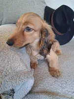 Dusty, a male Miniature Dachshund for sale in Marathon, NY – 8 of 10