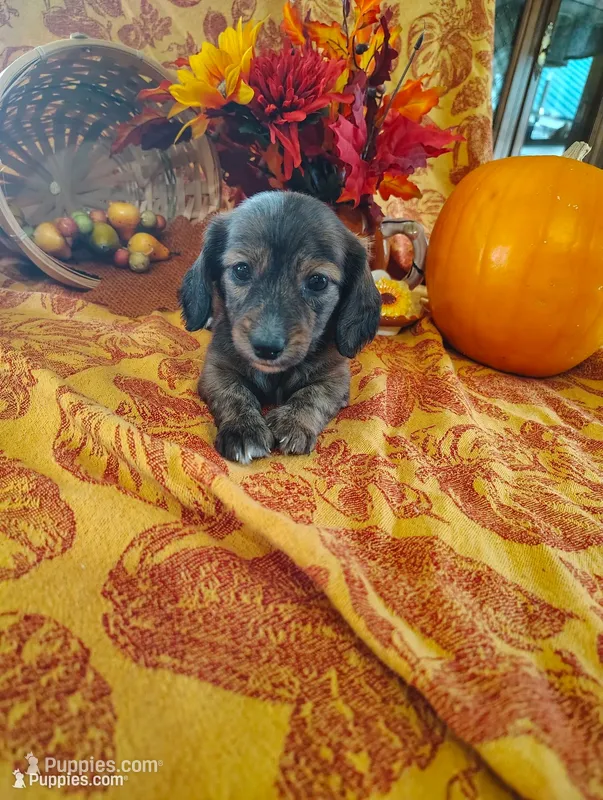 Spice – Miniature Dachshund puppy for sale in Marathon, NY