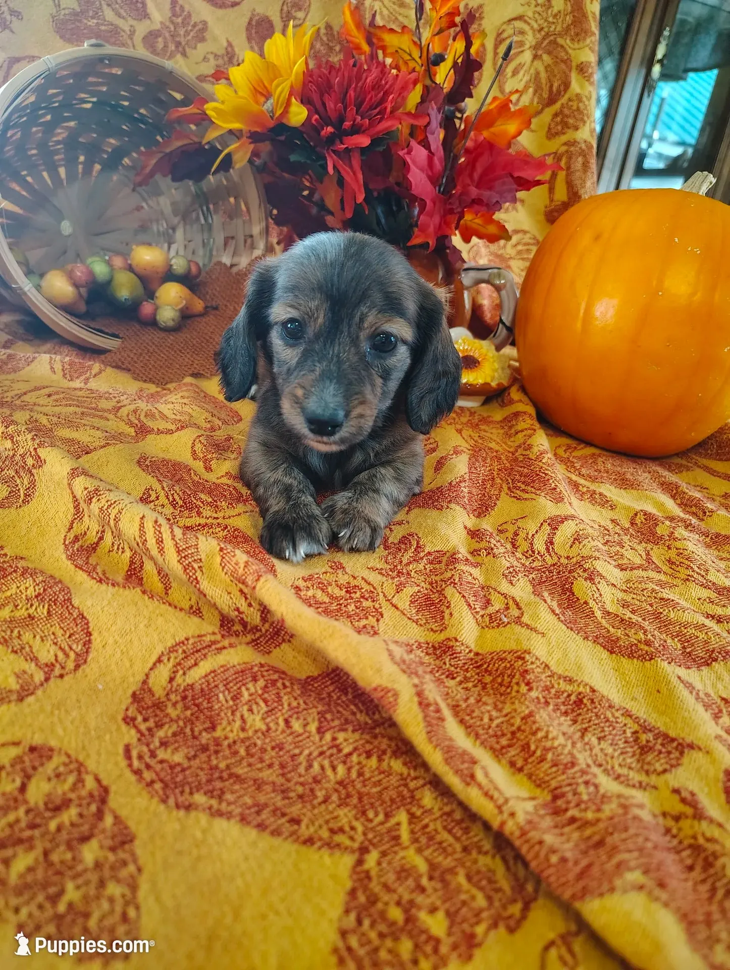 Spice, a  Miniature Dachshund for sale in Marathon, NY – 1 of 8