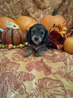 Pecan, a female Miniature Dachshund for sale in Marathon, NY – 5 of 8