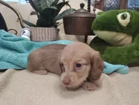 Sandy, a male Miniature Dachshund for sale in Marathon, NY – 4 of 7