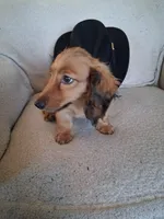 Dusty, a male Miniature Dachshund for sale in Marathon, NY – 6 of 10