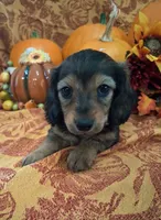 Autumn, a female Miniature Dachshund for sale in Marathon, NY – 2 of 8