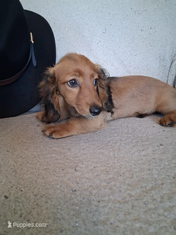 Dusty – Miniature Dachshund puppy for sale in Marathon, NY