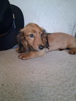 Dusty, a male Miniature Dachshund for sale in Marathon, NY – 1 of 10