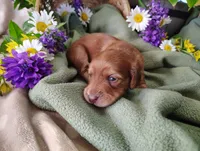 Rosie, a female Miniature Dachshund for sale in Marathon, NY – 1 of 5