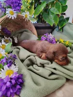 Oakley, a male Miniature Dachshund for sale in Marathon, NY – 3 of 5
