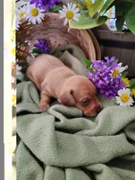 Buff, a male Miniature Dachshund for sale in Marathon, NY – 2 of 5