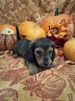 Autumn, a female Miniature Dachshund for sale in Marathon, NY – 6 of 8