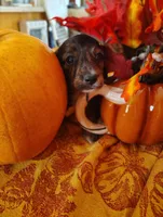 Coffee, a  Miniature Dachshund for sale in Marathon, NY – 2 of 7