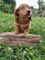Rosie, a female Miniature Dachshund for sale in Marathon, NY – 6 of 7