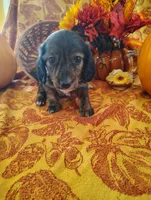 Coffee, a  Miniature Dachshund for sale in Marathon, NY – 7 of 7