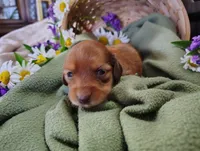 Petunia, a female Miniature Dachshund for sale in Marathon, NY – 5 of 5