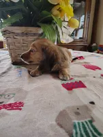 Blossom, a female Miniature Dachshund for sale in Marathon, NY – 4 of 6