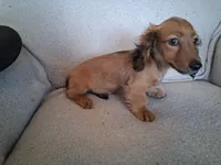 Dusty, a male Miniature Dachshund for sale in Marathon, NY – 7 of 10