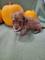 Rosie, a male Miniature Dachshund for sale in Marathon, NY – Photo 2 of 8